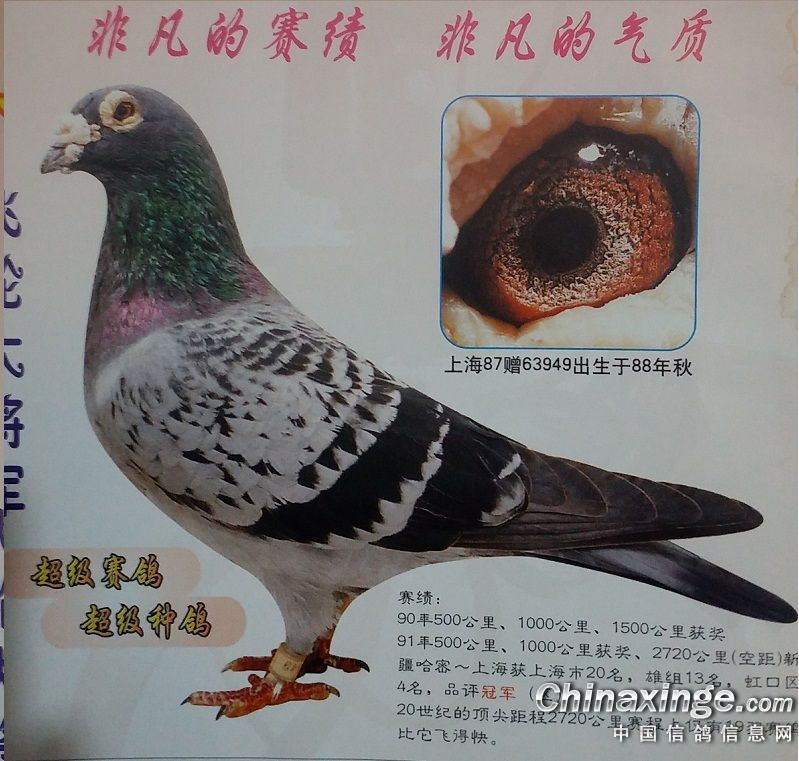 《上海信鸽》杂志拍来的照片--中国信鸽信息网相册