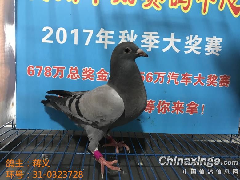 信鸽鸽子笼多少钱一组 20170327170729938.jpg