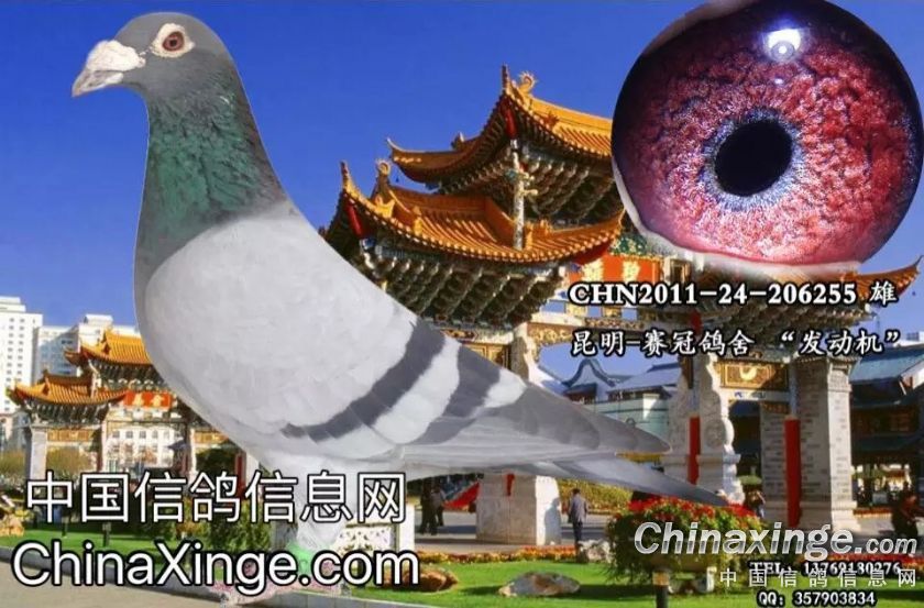 昆明-赛冠鸽舍--中国信鸽信息网相册