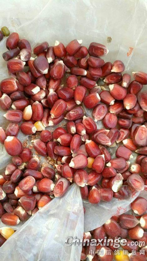 我种出的红玉米