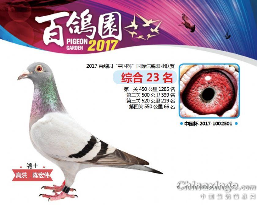 2017中国杯获奖鸽欣赏(一) --中国信鸽信息网