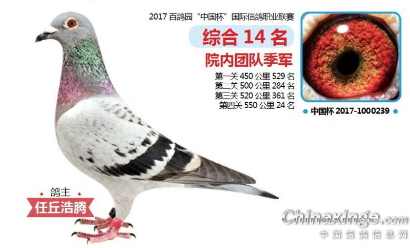 2017中国杯获奖鸽欣赏(一) --中国信鸽信息网