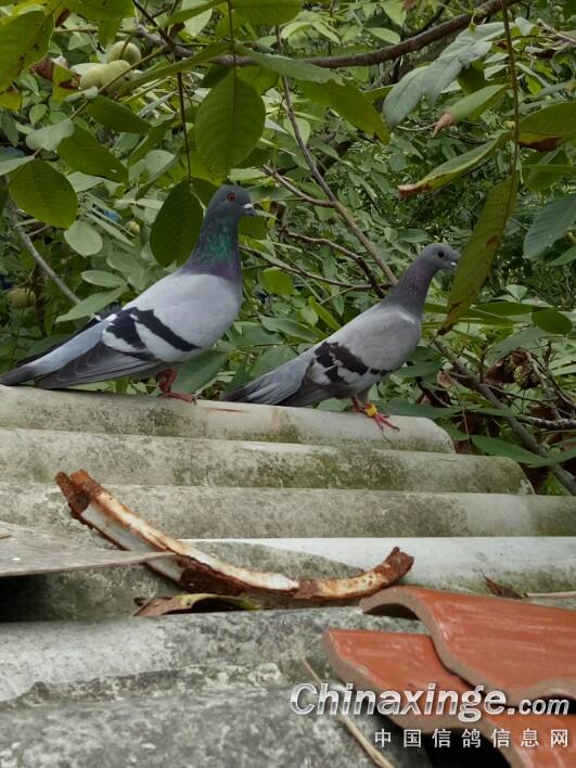 简谱鸽子高高飞_高飞鸽子(3)