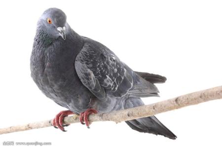 开长春运输业发票