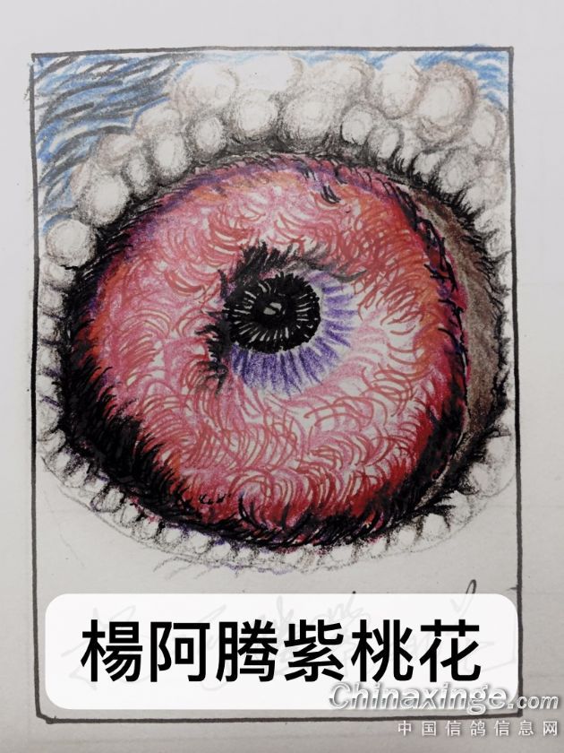 ´ڞg[DƬ
