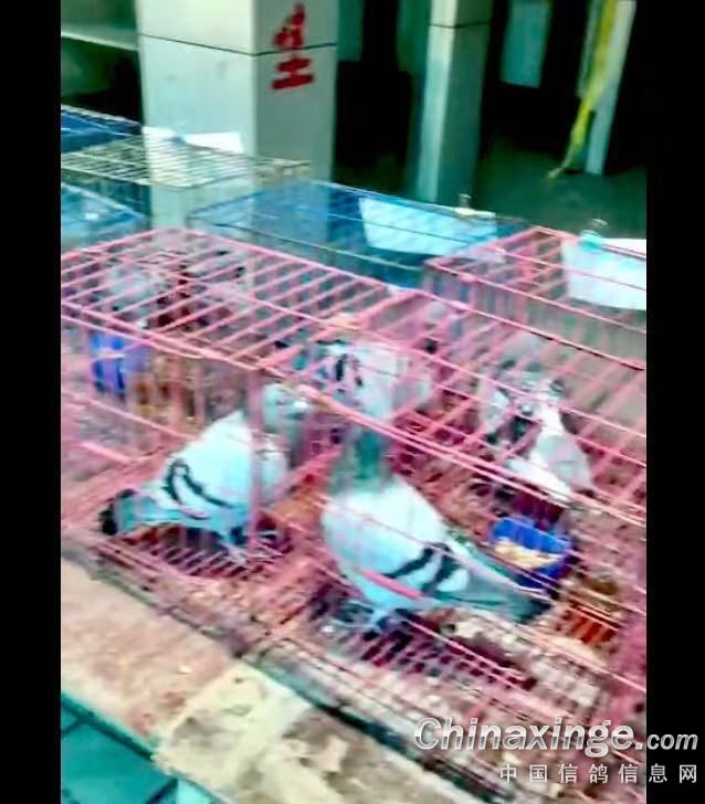 ´ڞg[DƬ