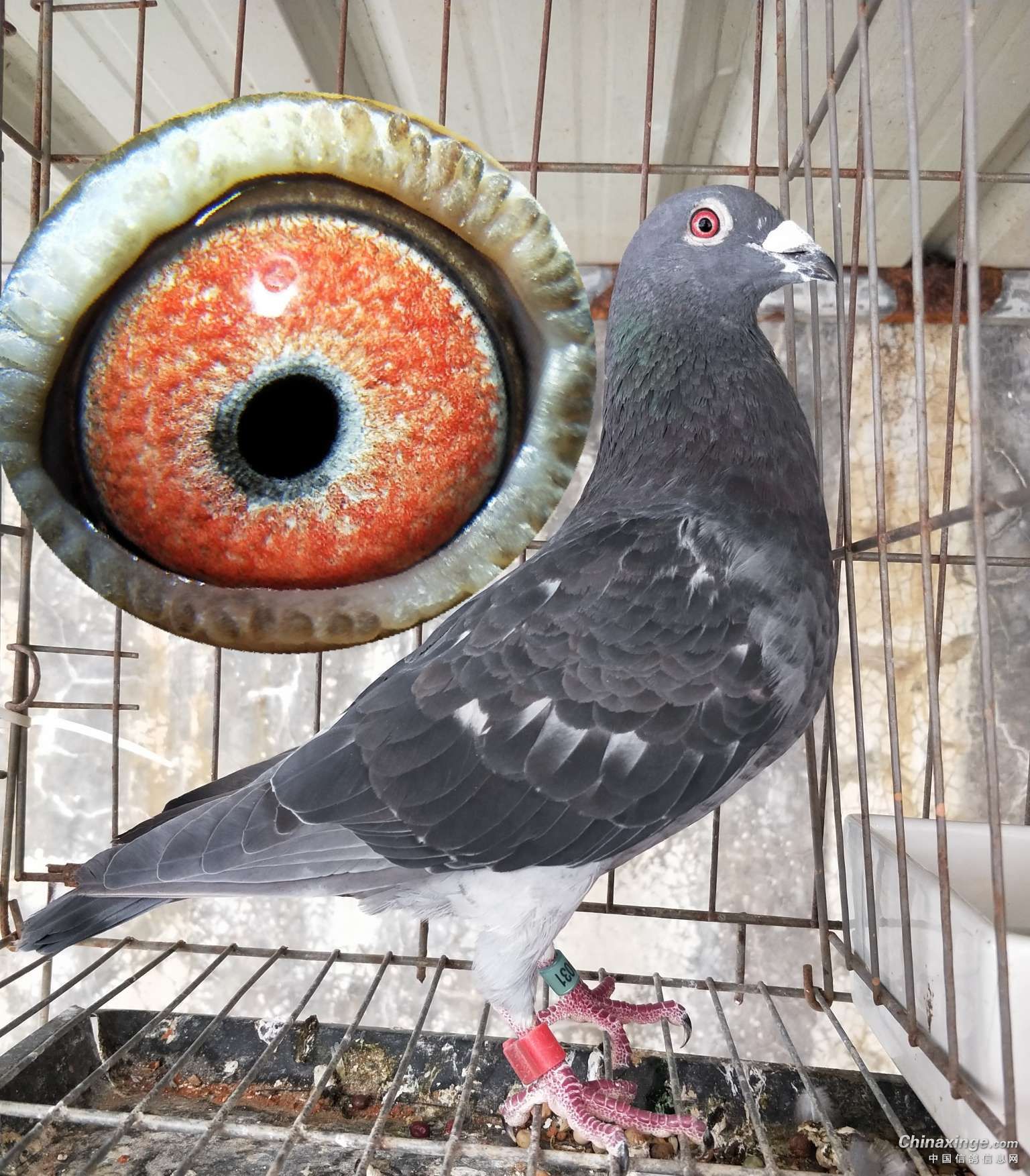 极其罕见-----【紫罗兰种鸽】------经典鸽眼。劲货_赛鸽资讯网商城