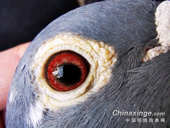 鸽眼鉴赏：长距离奖鸽眼有何特点？