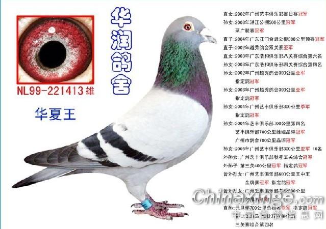 灿弟鸽店刚上传南粤之星罗剑星华夏公主已经出售多谢关注