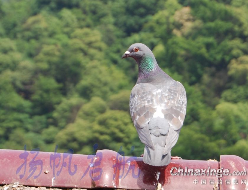 這種羽色的鴿子遺傳挺強勢(就指羽色上),我也有這種羽色的,配黑配白