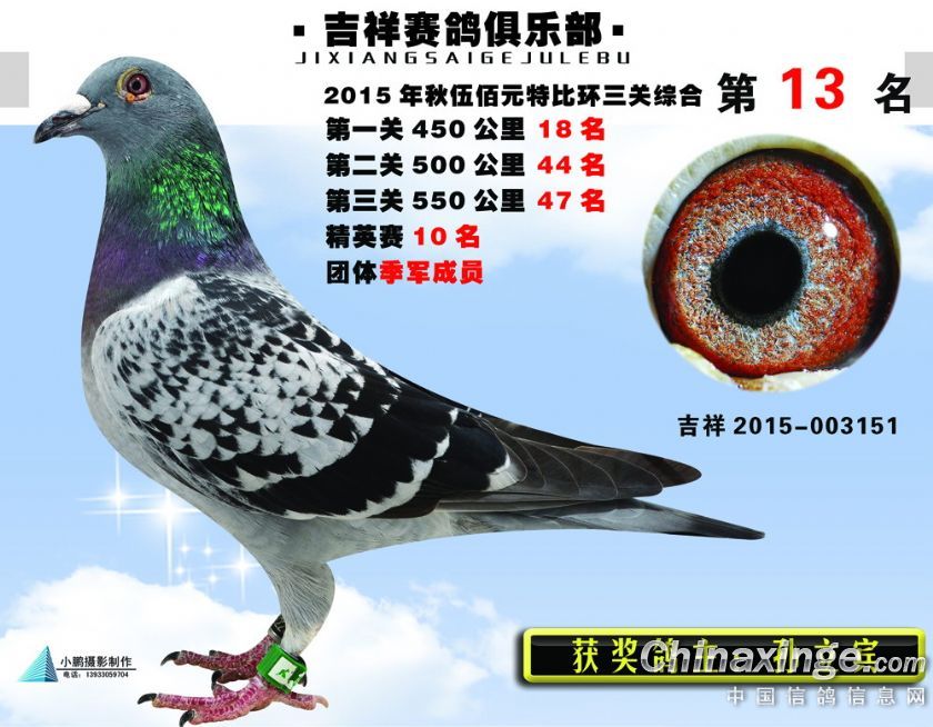 赛鸽俱乐部
