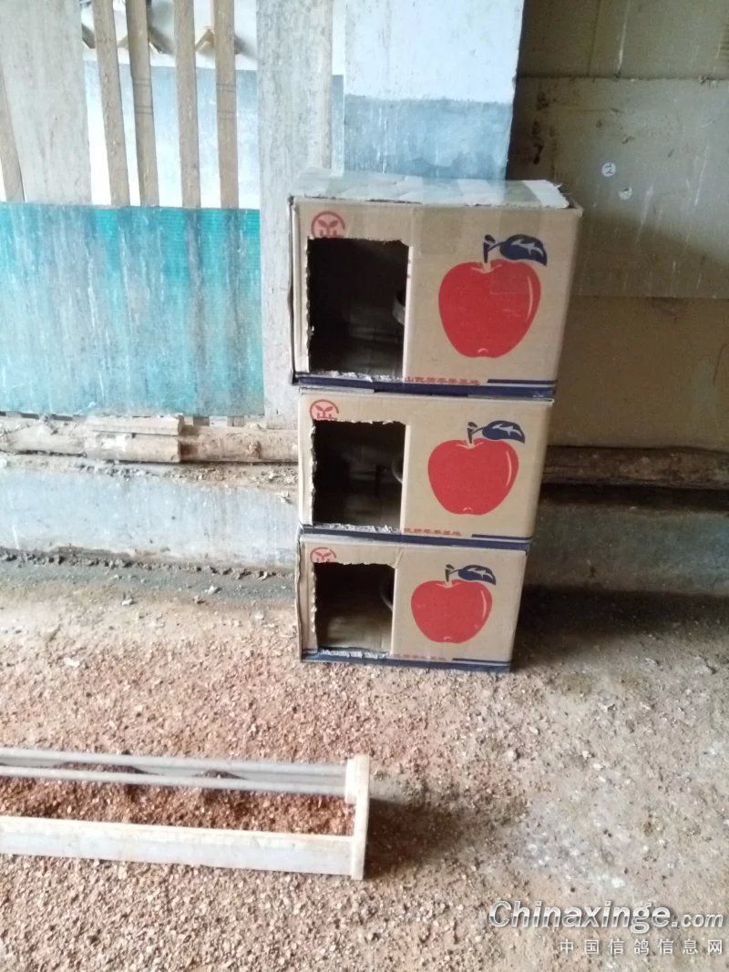 塑料水果箱做鸽子巢图片