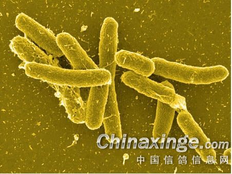 一 病原  沙门氏菌( salmonella) 为肠杆菌科沙门氏菌属成员有2500