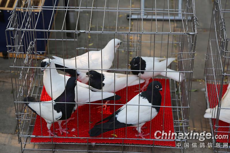 北京观赏鸽市场图片