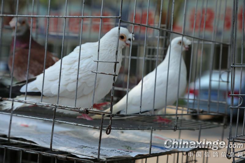 北京铁翅白鸽子图片