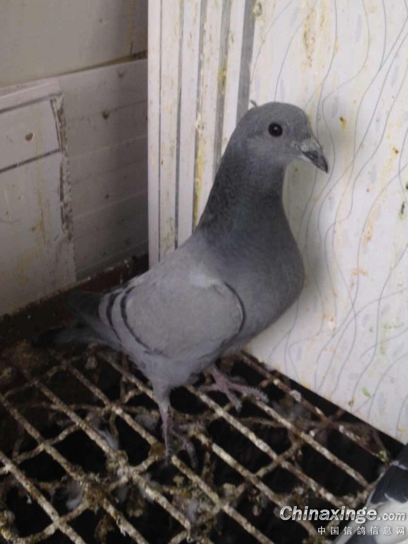 几只吴淞幼鸽 来瞅瞅!