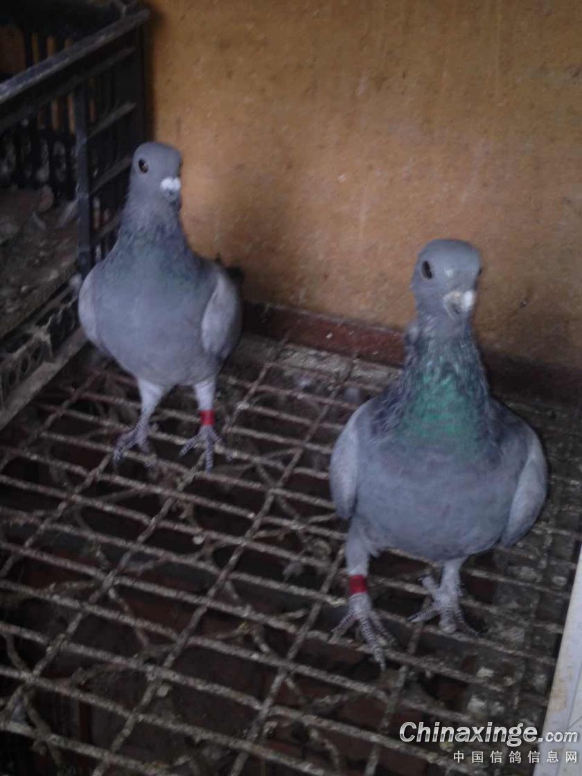 几只吴淞幼鸽 来瞅瞅!